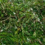 Tuinafval afvoeren | Groenafval | Afvalcontainerbestellen.nl